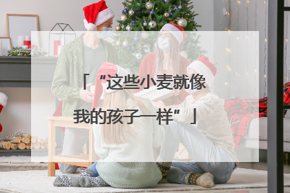 “这些小麦就像我的孩子一样”
