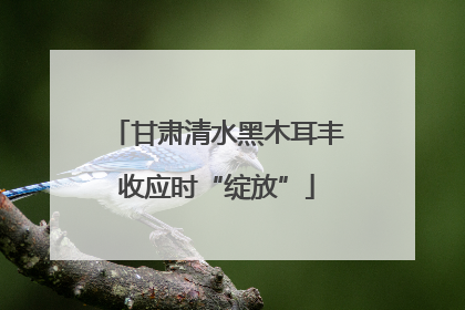 甘肃清水黑木耳丰收应时“绽放”