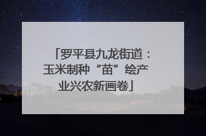 罗平县九龙街道：玉米制种“苗”绘产业兴农新画卷