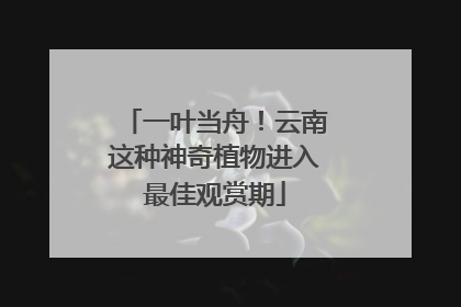 一叶当舟！云南这种神奇植物进入最佳观赏期