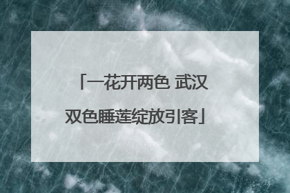 一花开两色 武汉双色睡莲绽放引客