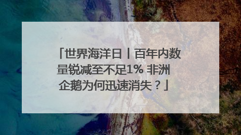 世界海洋日丨百年内数量锐减至不足1% 非洲企鹅为何迅速消失？