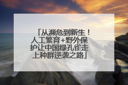 从濒危到新生！人工繁育+野外保护让中国绿孔雀走上种群逆袭之路