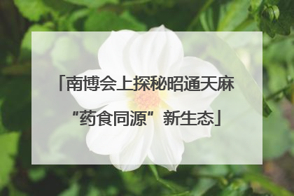南博会上探秘昭通天麻“药食同源”新生态