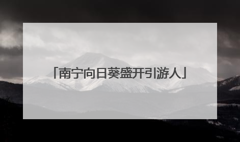 南宁向日葵盛开引游人