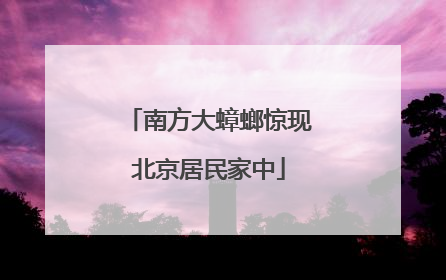 南方大蟑螂惊现北京居民家中