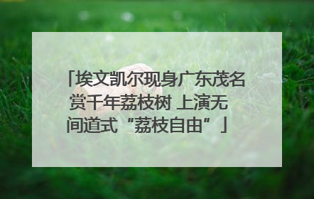 埃文凯尔现身广东茂名 赏千年荔枝树 上演无间道式“荔枝自由”