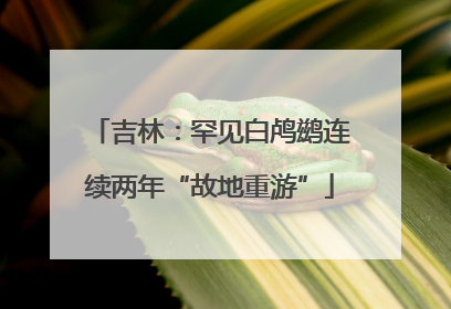 吉林：罕见白鸬鹚连续两年“故地重游”