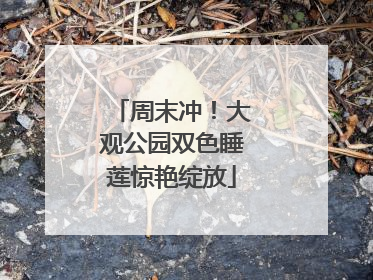 周末冲！大观公园双色睡莲惊艳绽放