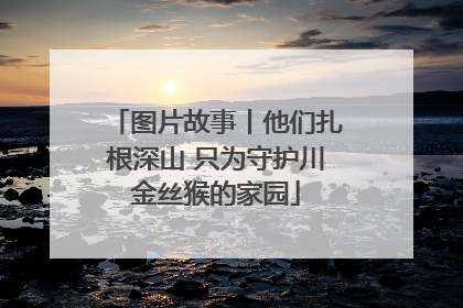 图片故事丨他们扎根深山 只为守护川金丝猴的家园