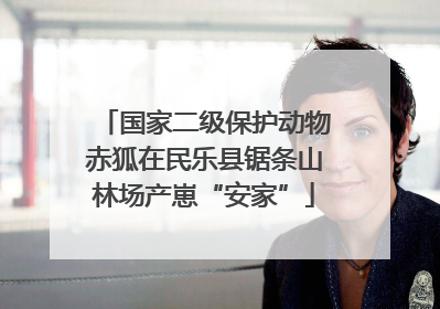 国家二级保护动物赤狐在民乐县锯条山林场产崽“安家”