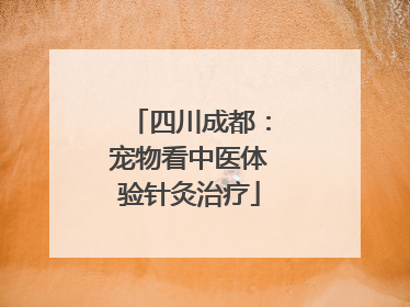 四川成都：宠物看中医体验针灸治疗