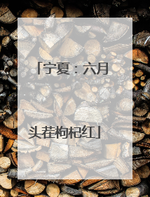 宁夏：六月头茬枸杞红
