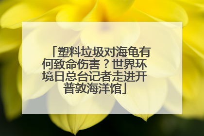 塑料垃圾对海龟有何致命伤害？世界环境日总台记者走进开普敦海洋馆
