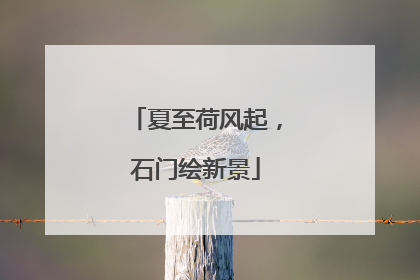 夏至荷风起，石门绘新景