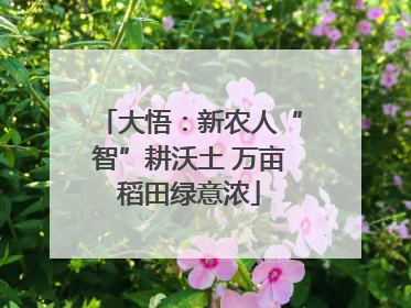 大悟：新农人“智”耕沃土 万亩稻田绿意浓
