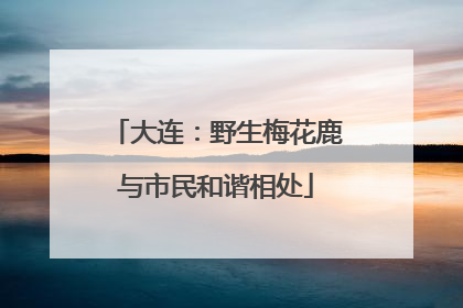 大连：野生梅花鹿与市民和谐相处