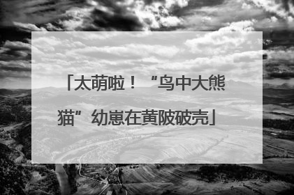 太萌啦！“鸟中大熊猫”幼崽在黄陂破壳