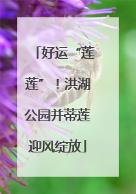 好运“莲莲”！洪湖公园并蒂莲迎风绽放