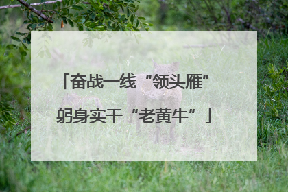 奋战一线“领头雁” 躬身实干“老黄牛”