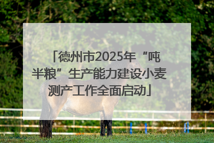 德州市2025年“吨半粮”生产能力建设小麦测产工作全面启动
