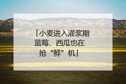 小麦进入灌浆期 蓝莓、西瓜也在抢“鲜”机