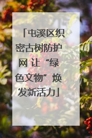 屯溪区织密古树防护网 让“绿色文物”焕发新活力