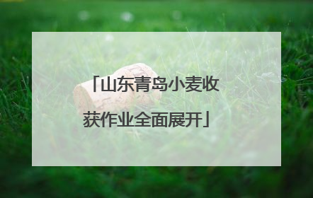 山东青岛小麦收获作业全面展开
