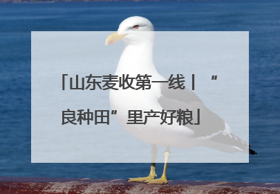 山东麦收第一线丨“良种田”里产好粮