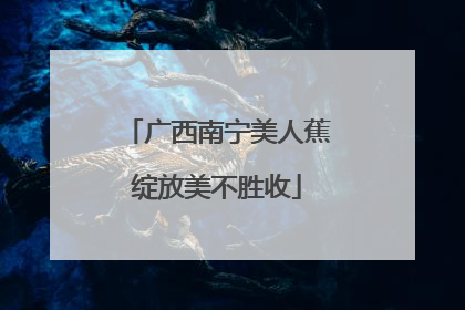 广西南宁美人蕉绽放美不胜收