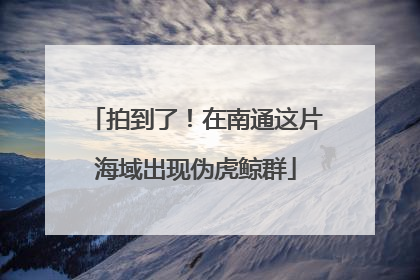 拍到了！在南通这片海域出现伪虎鲸群