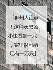 柳州人注意！这种灰黑色小虫看到一只，家里很可能已有一万只