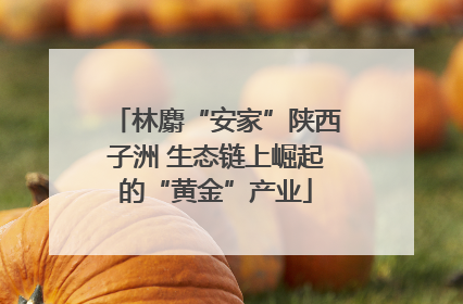 林麝“安家”陕西子洲 生态链上崛起的“黄金”产业
