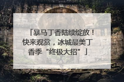 暴马丁香陆续绽放！快来观赏，冰城最美丁香季“终极大招”