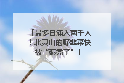 最多日涌入两千人！北灵山的野韭菜快被“薅秃了”
