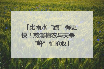 比雨水“跑”得更快！慈溪梅农与天争“鲜”忙抢收