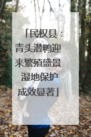 民权县：青头潜鸭迎来繁殖盛景 湿地保护成效显著