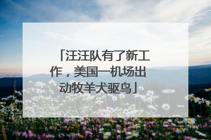 汪汪队有了新工作，美国一机场出动牧羊犬驱鸟