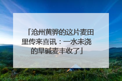 沧州黄骅的这片麦田里传来喜讯：一水未浇的旱碱麦丰收了