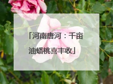 河南唐河：千亩油蟠桃喜丰收