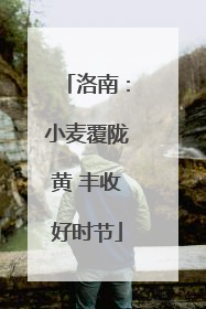 洛南：小麦覆陇黄 丰收好时节