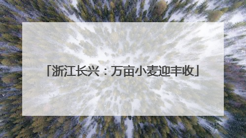 浙江长兴：万亩小麦迎丰收