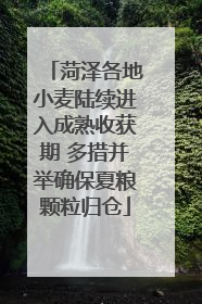 菏泽各地小麦陆续进入成熟收获期 多措并举确保夏粮颗粒归仓