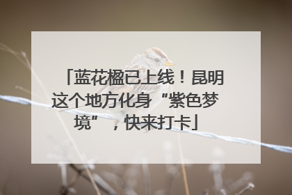 蓝花楹已上线！昆明这个地方化身“紫色梦境”，快来打卡