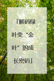 解码绿叶变“金叶”的成长密码