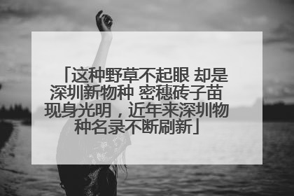 这种野草不起眼 却是深圳新物种 密穗砖子苗现身光明，近年来深圳物种名录不断刷新