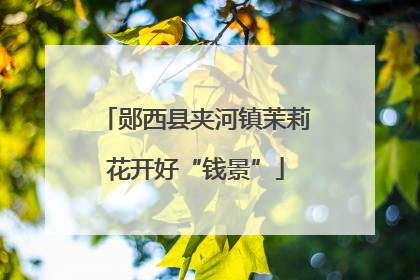 郧西县夹河镇茉莉花开好“钱景”
