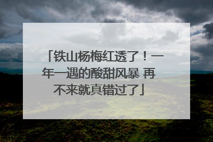 铁山杨梅红透了！一年一遇的酸甜风暴 再不来就真错过了