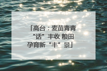 高台：麦苗青青“话”丰收 粮田孕育新“丰”景