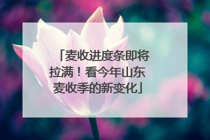 麦收进度条即将拉满！看今年山东麦收季的新变化